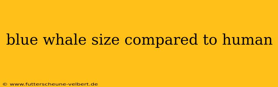 blue whale size compared to human