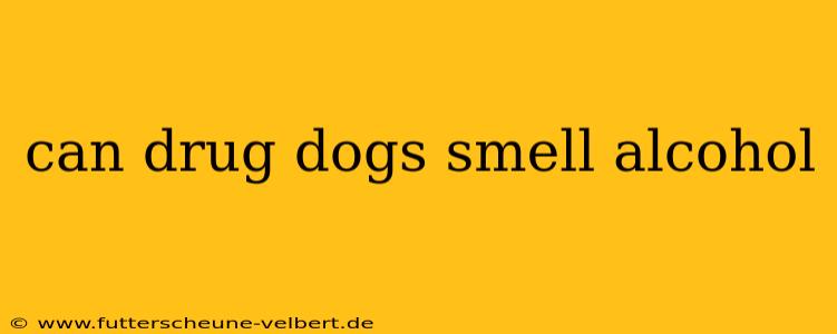 can drug dogs smell alcohol