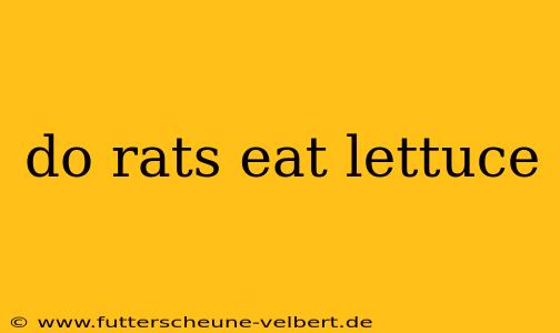do rats eat lettuce