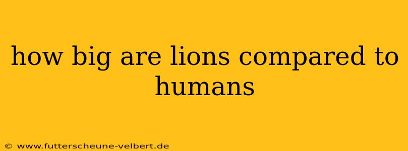 how big are lions compared to humans