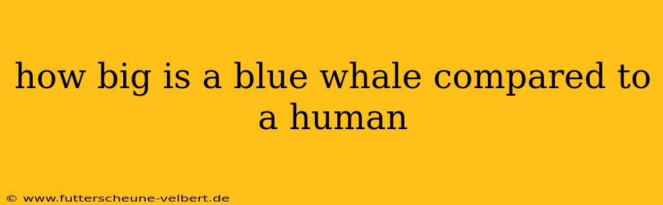 how big is a blue whale compared to a human