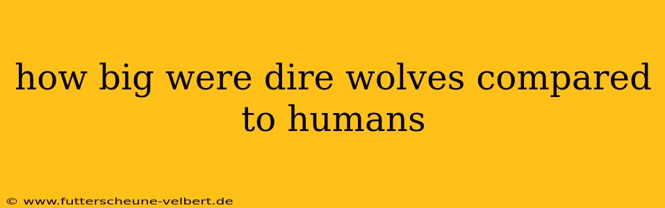 how big were dire wolves compared to humans