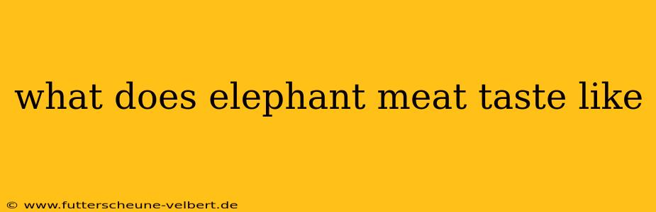 what does elephant meat taste like