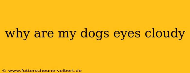 why are my dogs eyes cloudy