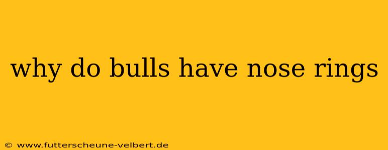 why do bulls have nose rings