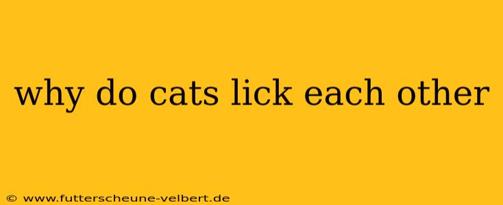 why do cats lick each other