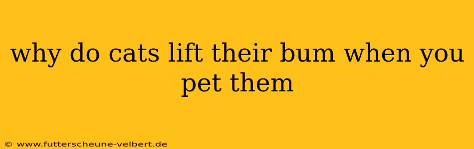 why do cats lift their bum when you pet them