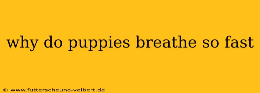 why do puppies breathe so fast