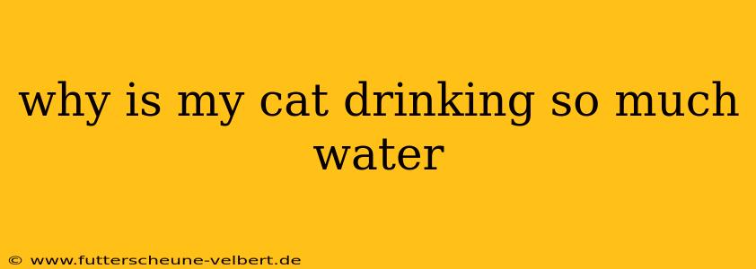 why is my cat drinking so much water