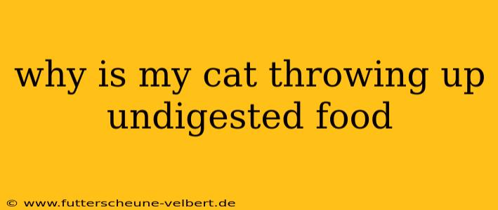 why is my cat throwing up undigested food