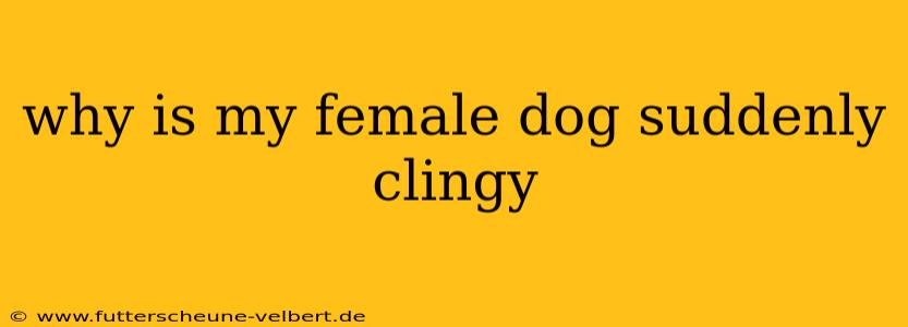 why is my female dog suddenly clingy
